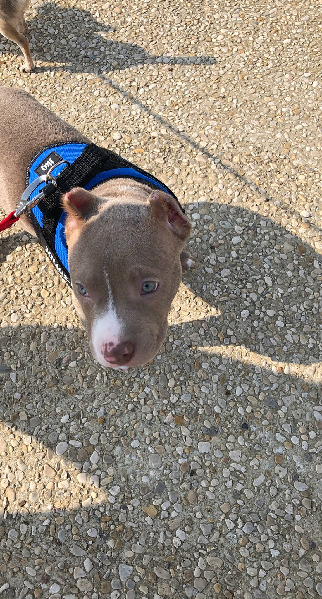 Zeus participe au concours pour gagner de l'argent avec cette photo : asphalt, canidae, carnivore, collar, companion_dog, dog, dog_breed, electric_blue, fashion_accessory, fawn, leash, liver, pet_supply, road_surface, shadow, snout, sporting_group, terrestrial_animal, whiskers, working_animal