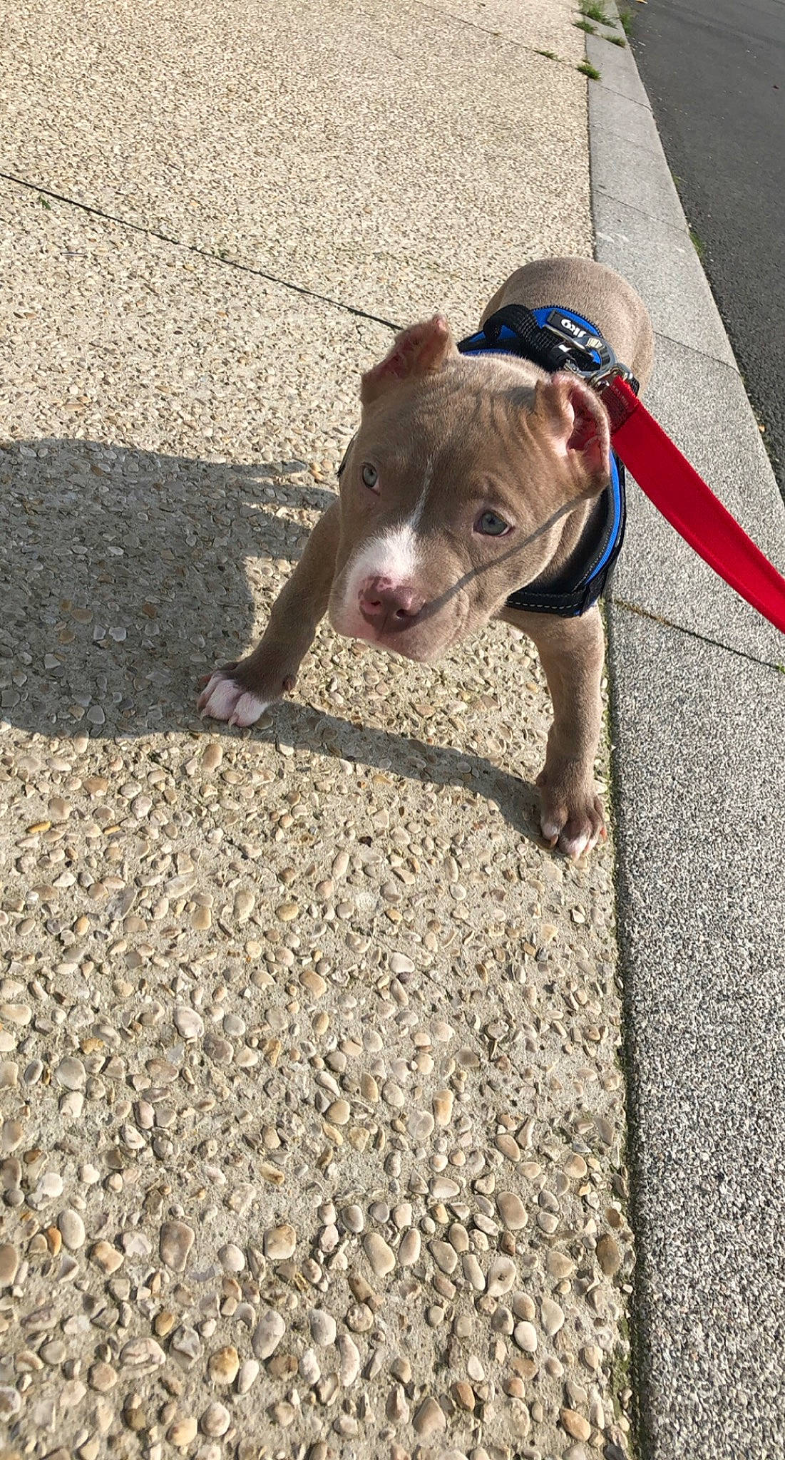 Zeus participe au concours pour gagner de l'argent avec cette photo : asphalt, canidae, carnivore, collar, companion_dog, concrete, dog, dog_breed, electric_blue, fawn, foot, human_leg, leash, road_surface, sidewalk, snout, sporting_group, tar, terrestrial_animal, working_animal