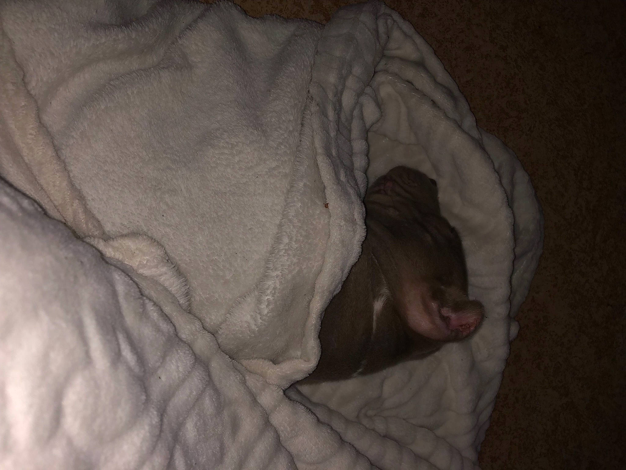 Zeus participe au concours pour gagner de l'argent avec cette photo : bedding, carnivore, comfort, companion_dog, darkness, dog, dog_breed, fawn, felidae, flesh, flooring, fur, grey, linens, sleeve, small_to_medium_sized_cats, snout, sporting_group, whiskers, wood