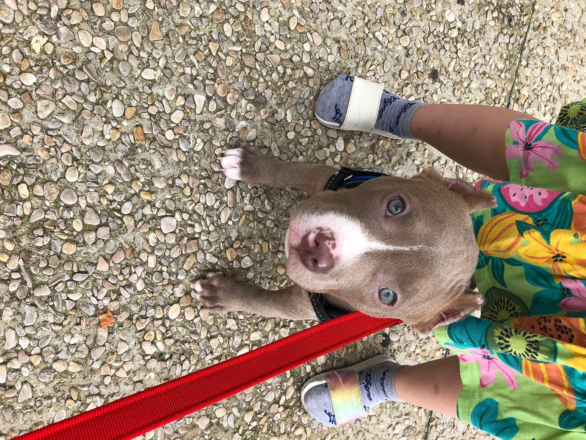 Zeus participe au concours pour gagner de l'argent avec cette photo : asphalt, carnivore, collar, dog, dog_breed, fashion_accessory, fawn, foot, hand, human_leg, leash, personal_protective_equipment, recreation, road_surface, sand, shoe, snout, street_fashion, thigh, working_animal