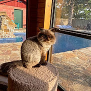 Capri is registered to the contest to win money with this photo: animal, backyard, carpet, cat, daylight, domestic, feline, grumpy_face, indoor, perch, pet, pool, quiet, red_shed, relaxation, stone_patio, sunlight, tree, window, wooden_wall