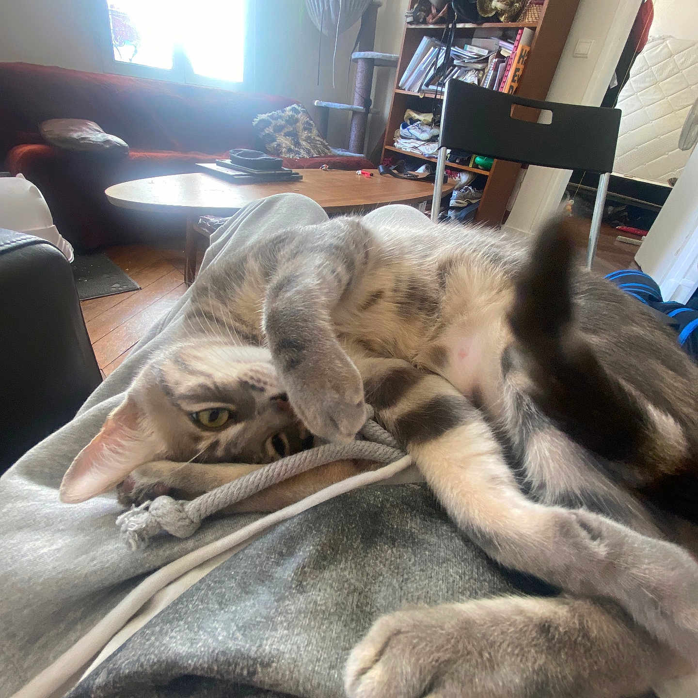Miette participe au concours pour gagner de l'argent avec cette photo : animal, blanket, bookshelf, cat, cat_tree, chair, coffee_table, couch, gray_cat, household, indoors, living_room, lying_down, pet, playful, relaxed, rope_toy, sunlight, tabby, white_cat