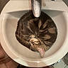 Miette a rejoint le concours — aidez-le/la à gagner de superbes lots ! animal, bathroom, cat, ceramic, countertop, cozy, curled_up, faucet, funny, fur, household, indoor, pet, plumbing, round_shape, sink, sleeping, striped_fur, tabby_cat, top_down_view