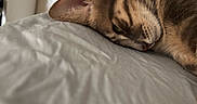 Miette participe au concours pour gagner de l'argent avec cette photo : animal, bed, bedding, cat, close_up, cozy, ears, eye, feline, fur, indoors, nose, paw, pet, portrait, relaxed, resting, sleeping, tabby, whiskers