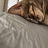 animal, bed, bedding, cat, close_up, cozy, ears, eye, feline, fur, indoors, nose, paw, pet, portrait, relaxed, resting, sleeping, tabby, whiskers