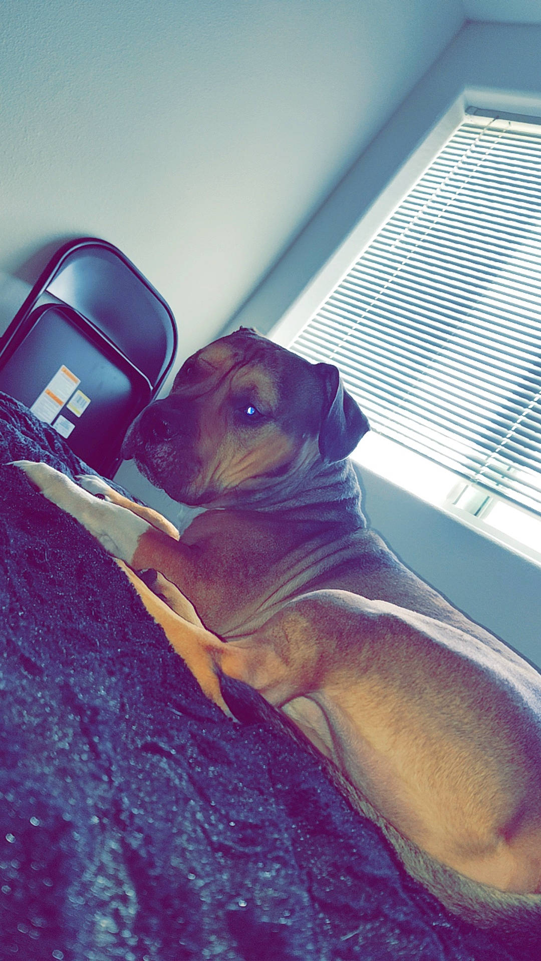 Meatball is registered to the contest to win money with this photo: bag, canidae, carnivore, companion_dog, dog, dog_breed, dog_collar, electric_blue, eyewear, fawn, guard_dog, liver, pet_supply, puggle, snout, sporting_group, tints_and_shades, toy_dog, whiskers, working_animal