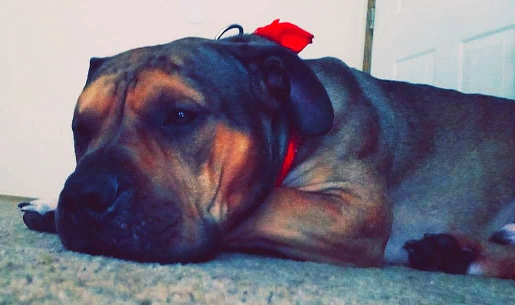 Meatball is registered to the contest to win money with this photo: bored, canidae, carnivore, collar, companion_dog, dog, dog_breed, dog_collar, dog_supply, ear, electric_blue, fawn, fur, grass, guard_dog, liver, pet_supply, sporting_group, whiskers, working_dog