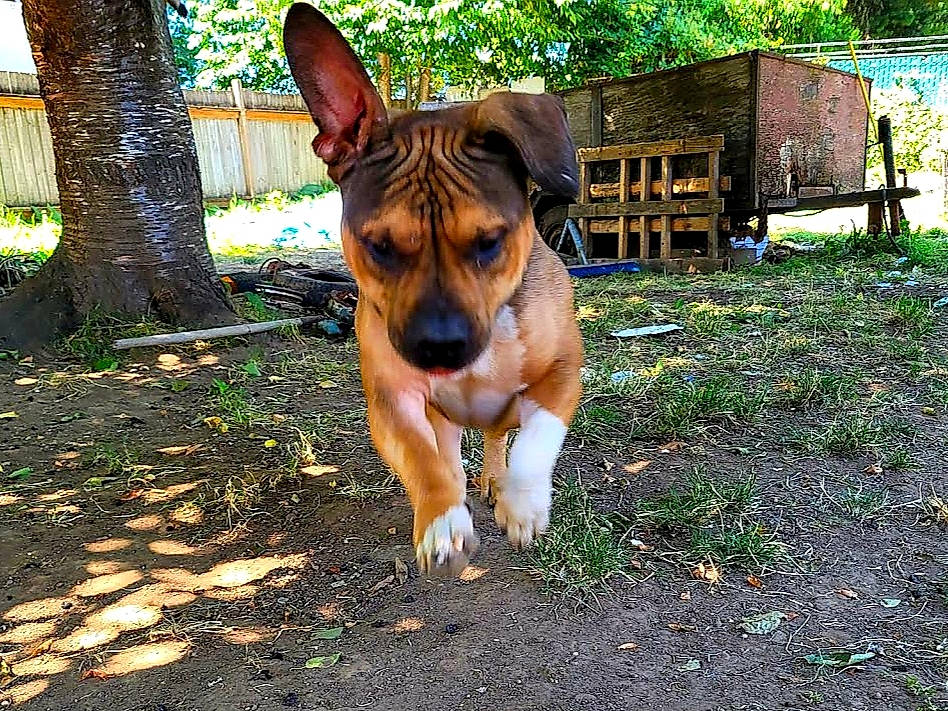 Meatball is registered to the contest to win money with this photo: canidae, carnivore, companion_dog, dog, dog_breed, east_european_shepherd, fawn, fur, german_shepherd_dog, grass, guard_dog, plant, snout, sporting_group, terrestrial_animal, tree, wildlife, wood, working_animal, working_dog