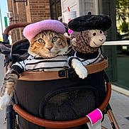 Olivia Mae is registered to the contest to win money with this photo: animal, beret, brick_wall, cat, costume, cute, daytime, fashion, hat, outdoor, pet, plush_monkey, reflection, sidewalk, striped_shirt, stroller, stuffed_toy, sunny, urban, window