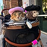 animal, beret, brick_wall, cat, costume, cute, daytime, fashion, hat, outdoor, pet, plush_monkey, reflection, sidewalk, striped_shirt, stroller, stuffed_toy, sunny, urban, window