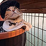 accessory, beret, calico_cat, cat, closeup, evening_light, fashionable, green_eyes, hat, paws, pearl_necklace, pet, pier, portrait, railing, stroller, sunset, water, whiskers, wooden_deck