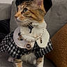 accessory, adorable, beret, calico, cat, coat, collar, costume, couch, fur, houndstooth, indoor, looking_up, paws, pearl_necklace, pet, portrait, sofa, stylish, whiskers