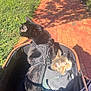 Archer is registered to the contest to win money with this photo: cat, kitten, black_cat, harness, stroller, pet_stroller, brick_sidewalk, sidewalk, urban, parked_cars, trees, bushes, sunny, shadows, pavement, leash, looking_away, fur, harnessed, outdoor
