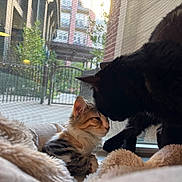 Archer joined the competition — help win amazing prizes! cat, kitten, black_cat, calico, window, window_screen, blanket, bed, cuddle, nose_touch, affection, pet, indoor, cozy, fur, whiskers, close_up, paw, urban_background, fence