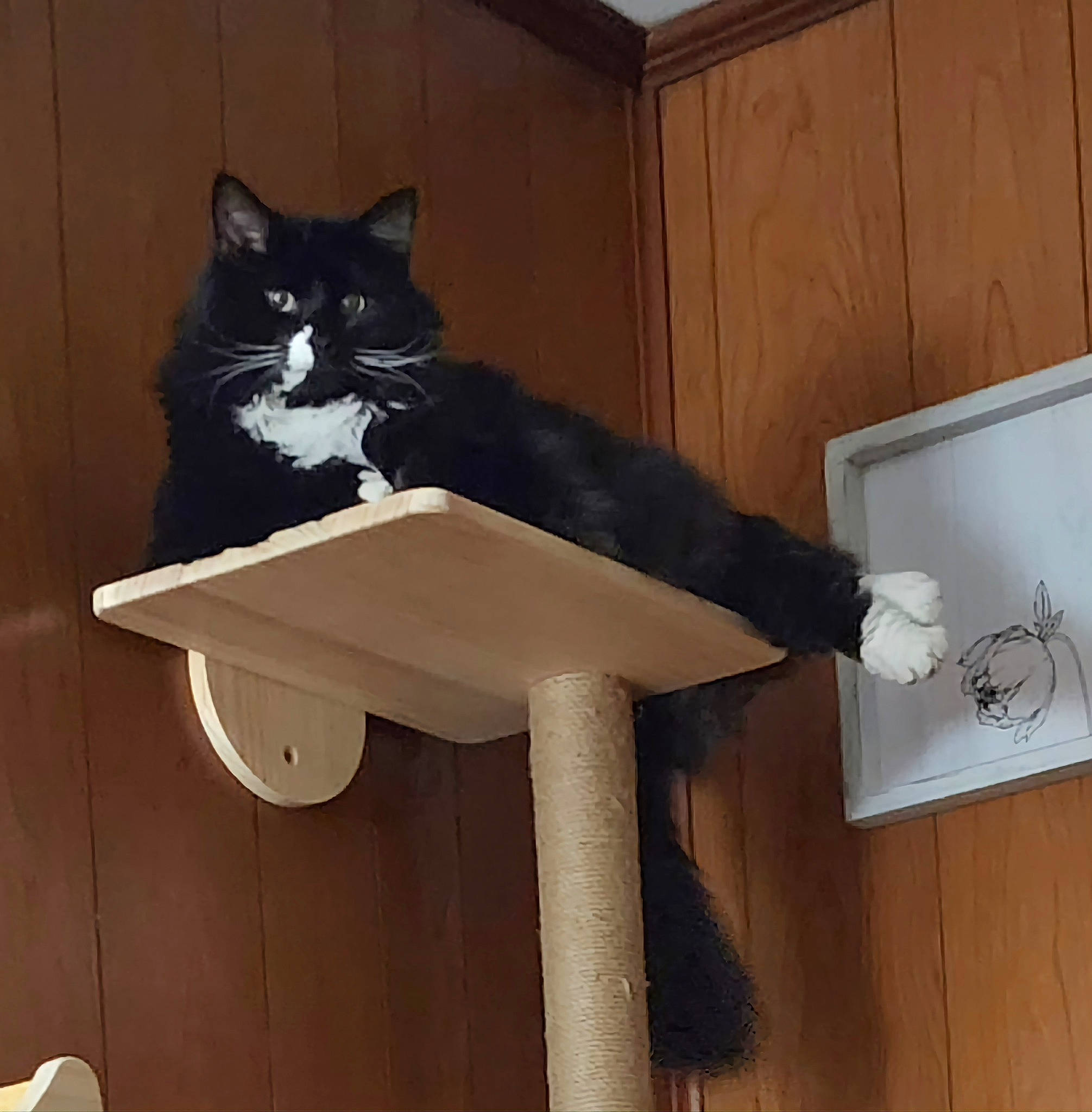 Jack is registered to the contest to win money with this photo: carnivore, cat, comfort, domestic_short_haired_cat, drawer, felidae, flooring, fur, hardwood, human_leg, leg, shelf, shelving, small_to_medium_sized_cats, stairs, tail, thigh, whiskers, wood, wood_stain