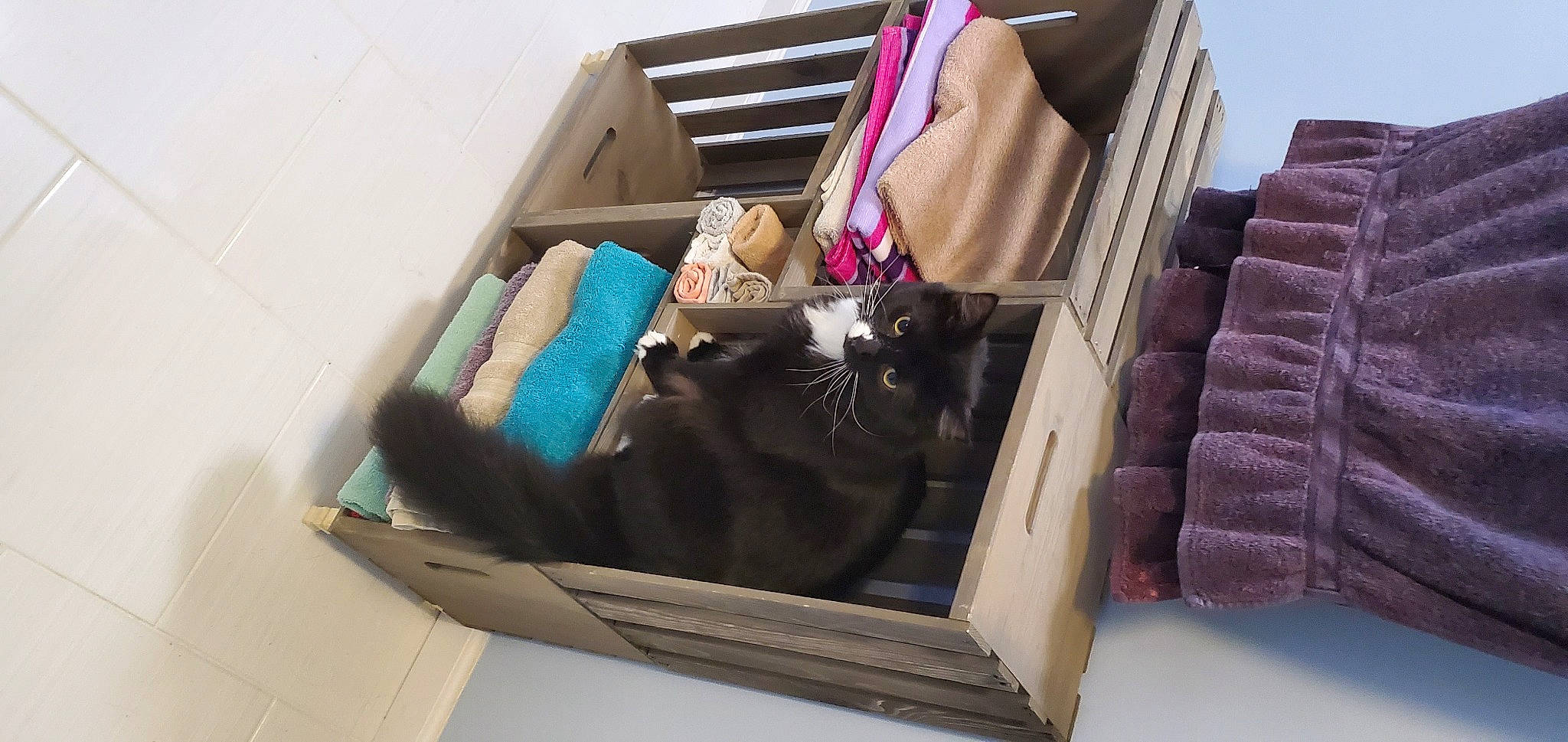 Jack joined the competition — help win amazing prizes! bag, baggage, box, brown, cardboard, carnivore, carton, cat, comfort, domestic_short_haired_cat, felidae, fur, luggage_and_bags, packaging_and_labeling, pet_supply, rectangle, shipping_box, small_to_medium_sized_cats, whiskers, wood