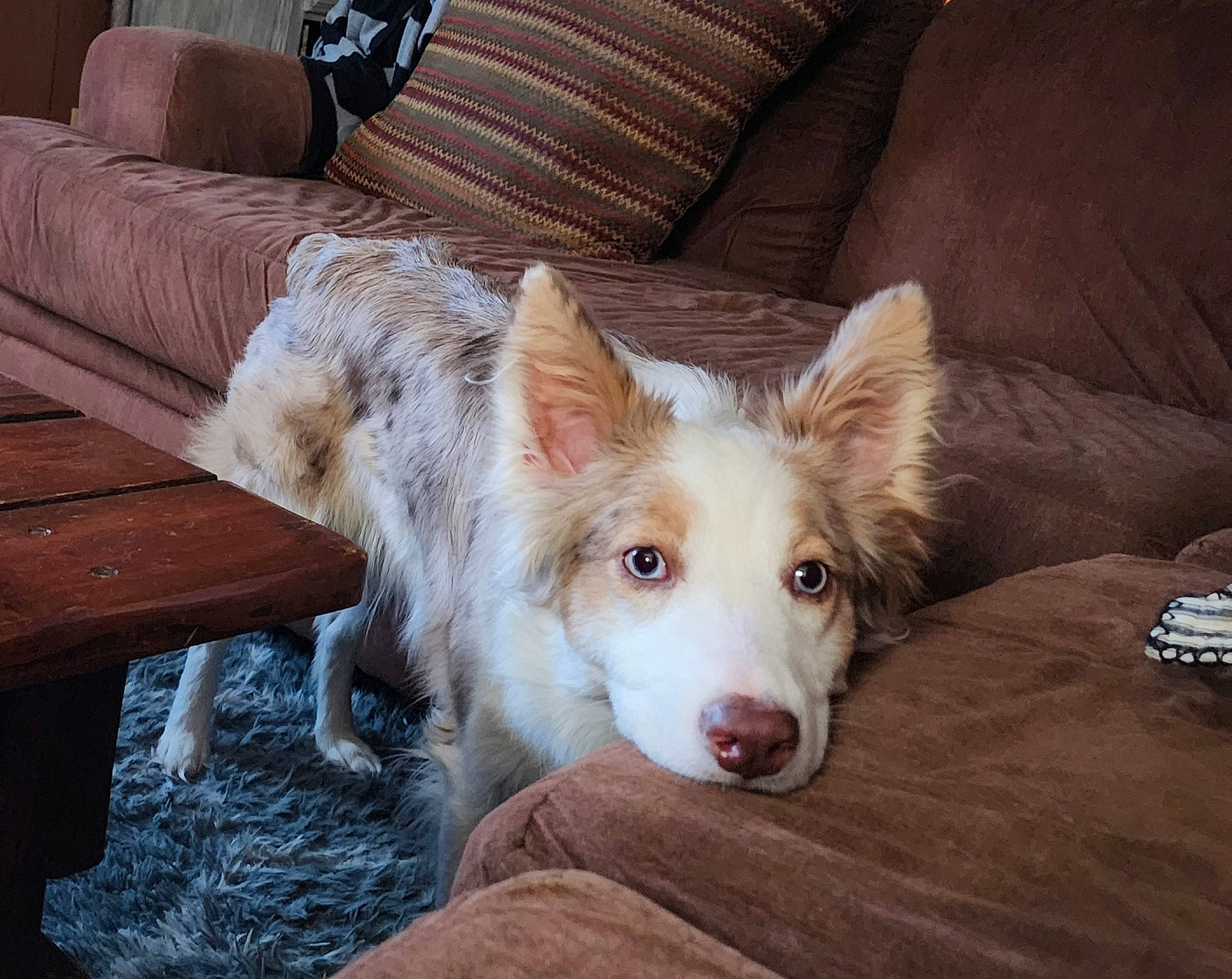 Piper joined the competition — help win amazing prizes! canidae, carnivore, comfort, companion_dog, couch, dog, dog_breed, fawn, flooring, fur, furniture, hardwood, herding_dog, living_room, snout, sporting_group, studio_couch, terrestrial_animal, whiskers, working_animal