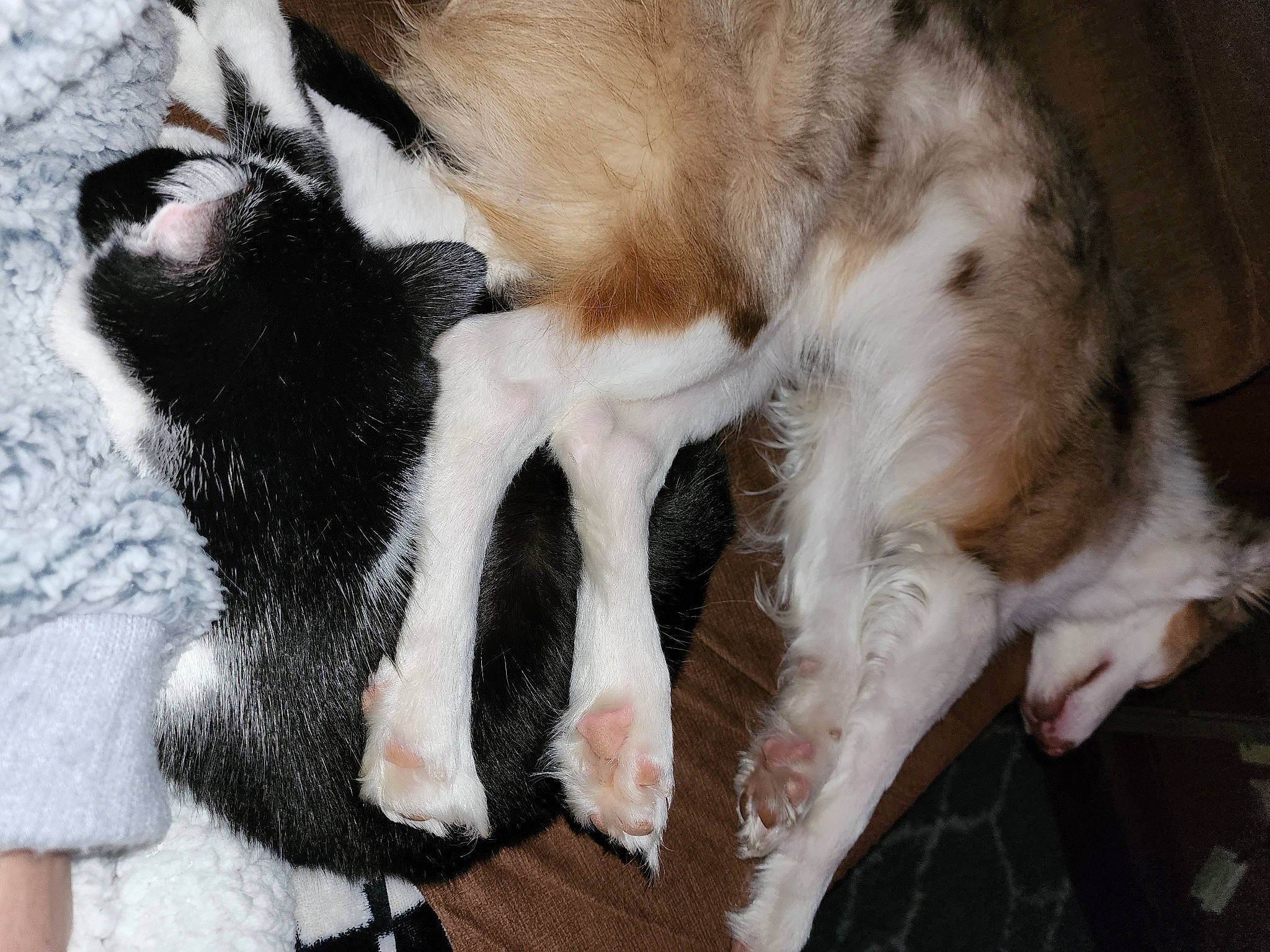 Piper is registered to the contest to win money with this photo: canidae, carnivore, claw, comfort, companion_dog, dog_breed, fawn, felidae, fur, nap, paw, small_to_medium_sized_cats, snout, sporting_group, tail, terrestrial_animal, whiskers