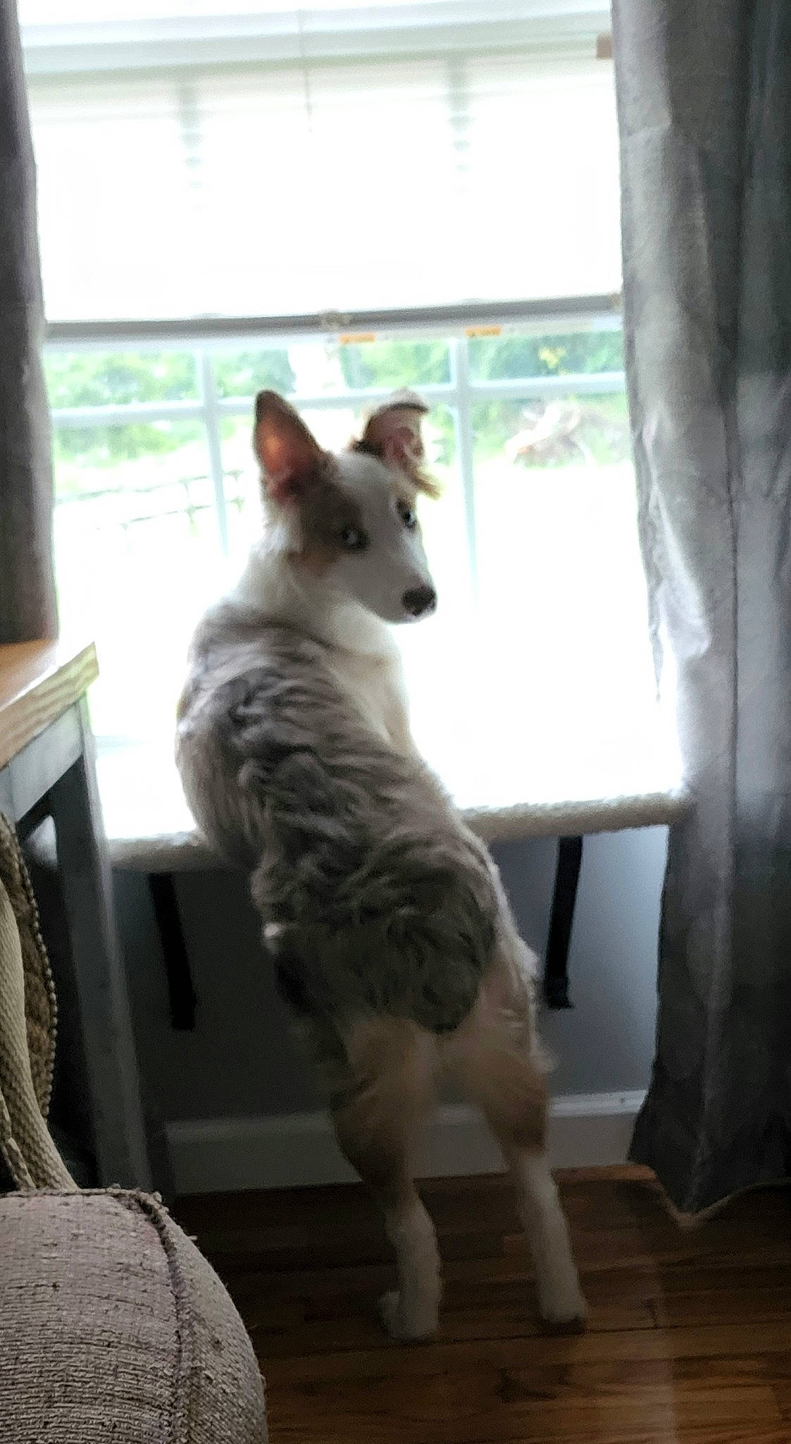 Piper joined the competition — help win amazing prizes! canidae, carnivore, comfort, companion_dog, dog, dog_breed, fawn, felidae, fur, hardwood, non_sporting_group, small_to_medium_sized_cats, snout, sporting_group, tail, terrestrial_animal, whiskers, window, wood, working_animal