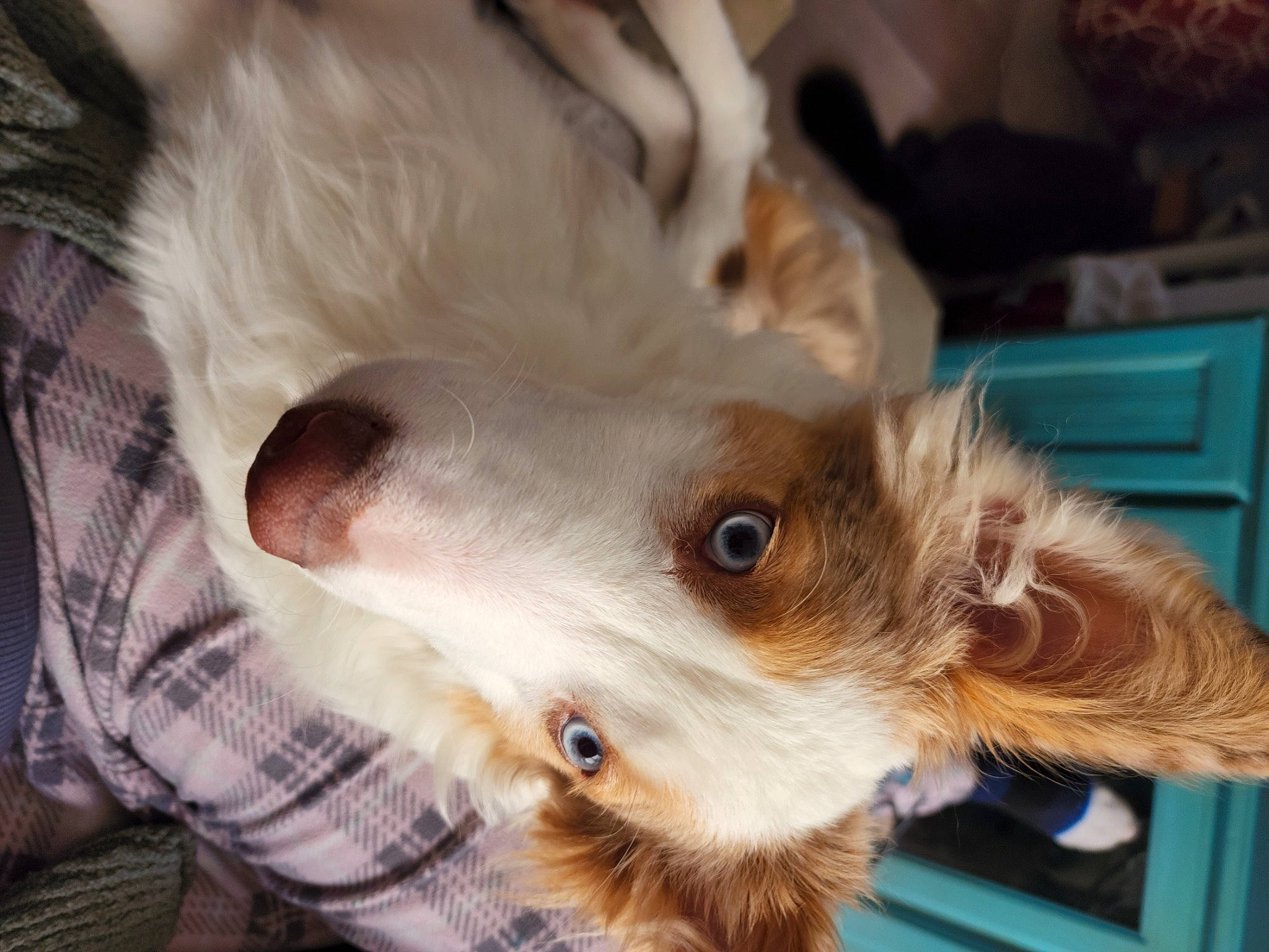 Piper joined the competition — help win amazing prizes! cabinetry, canidae, carnivore, companion_dog, dog, dog_breed, ear, fawn, fur, paw, plaid, puppy, snout, sporting_group, tartan, toy_dog, whiskers, working_animal