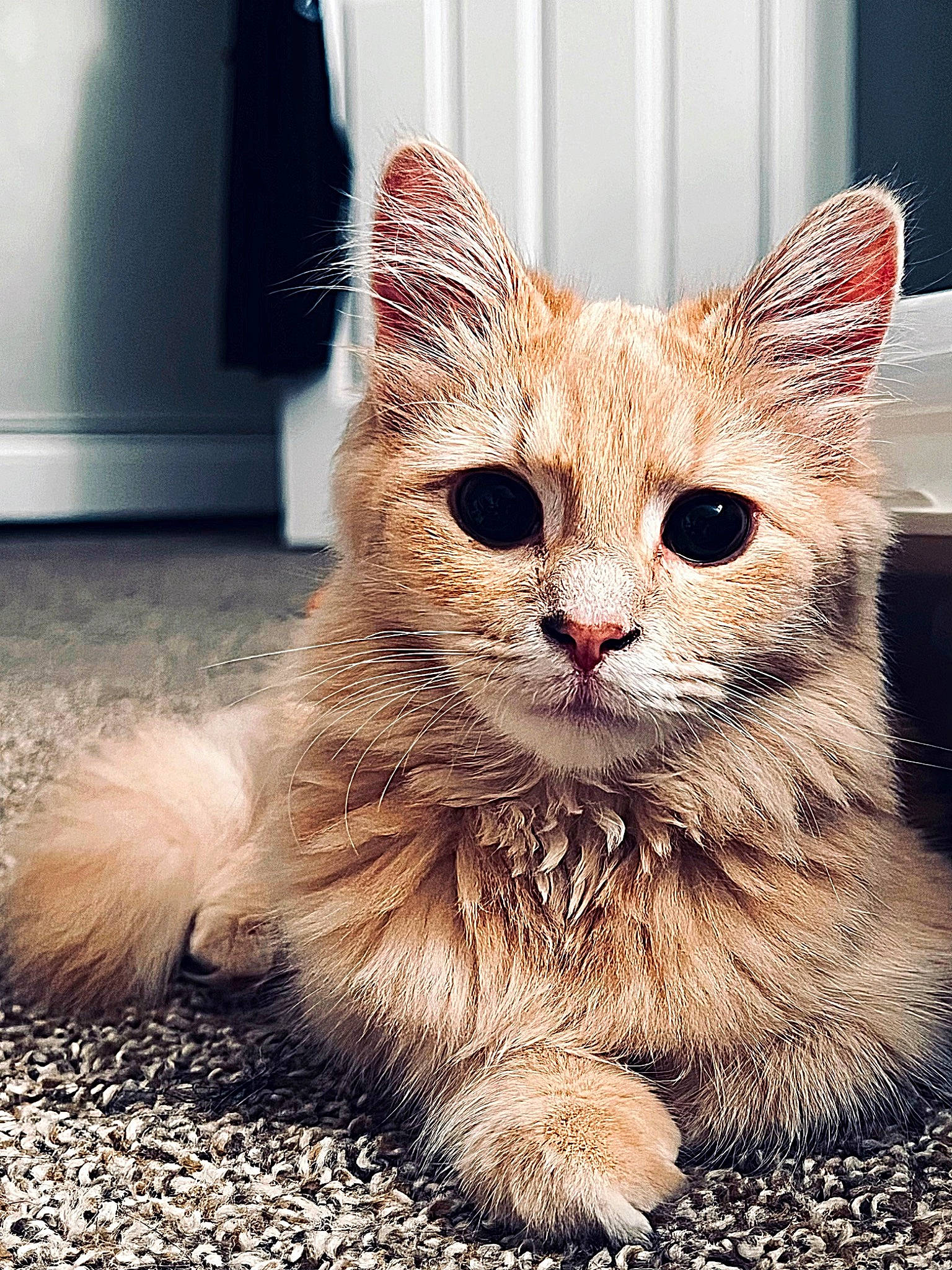 Gomez joined the competition — help win amazing prizes! carnivore, cat, claw, domestic_short_haired_cat, fawn, felidae, fur, houseplant, paw, photo_caption, small_to_medium_sized_cats, snout, tail, terrestrial_animal, whiskers, wildlife, window