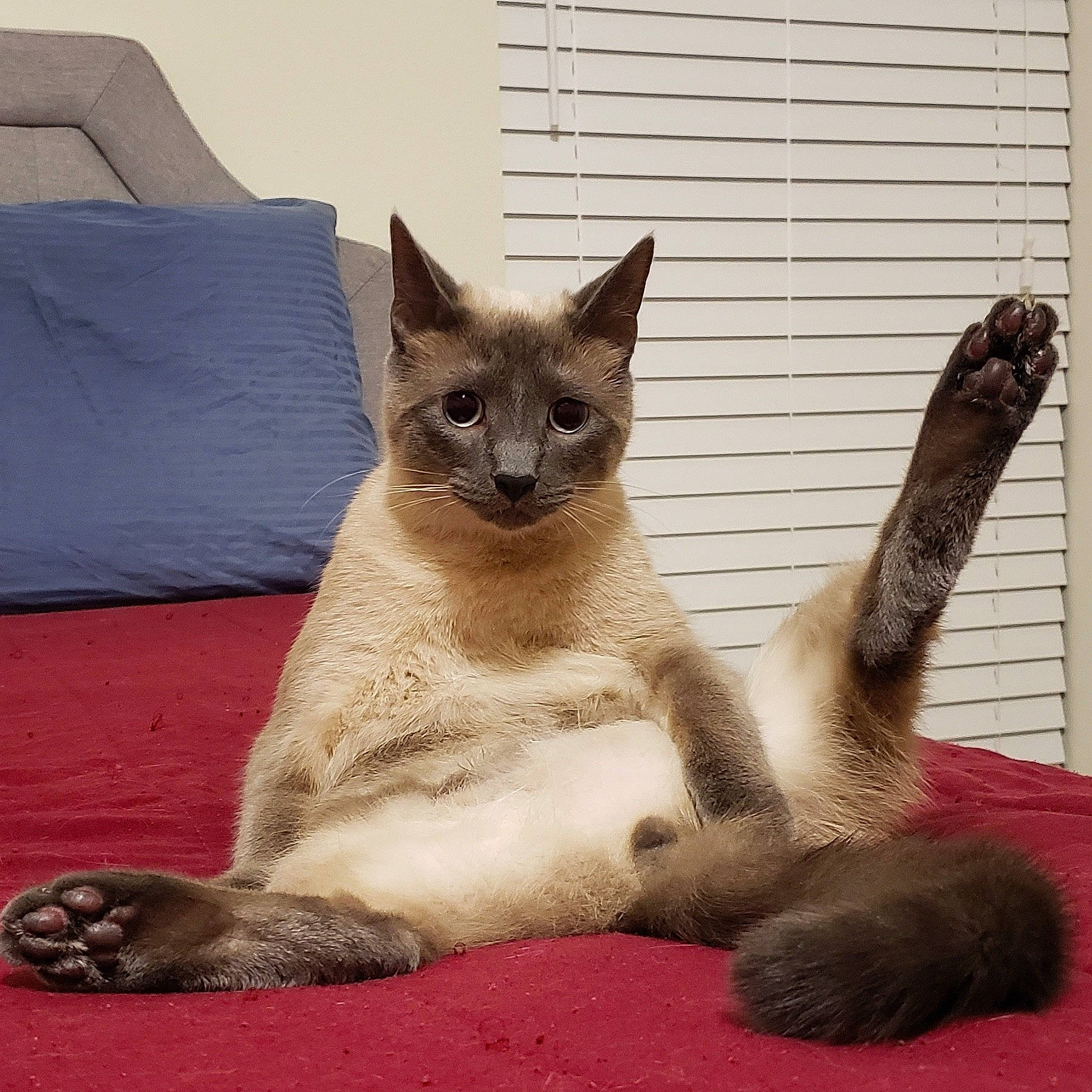 Gadget is registered to the contest to win money with this photo: asian, balinese, burmese, carnivore, cat, claw, domestic_short_haired_cat, fawn, felidae, javanese, mammal, siamese, small_to_medium_sized_cats, snout, snowshoe, tail, thai, tonkinese, vertebrate, whiskers