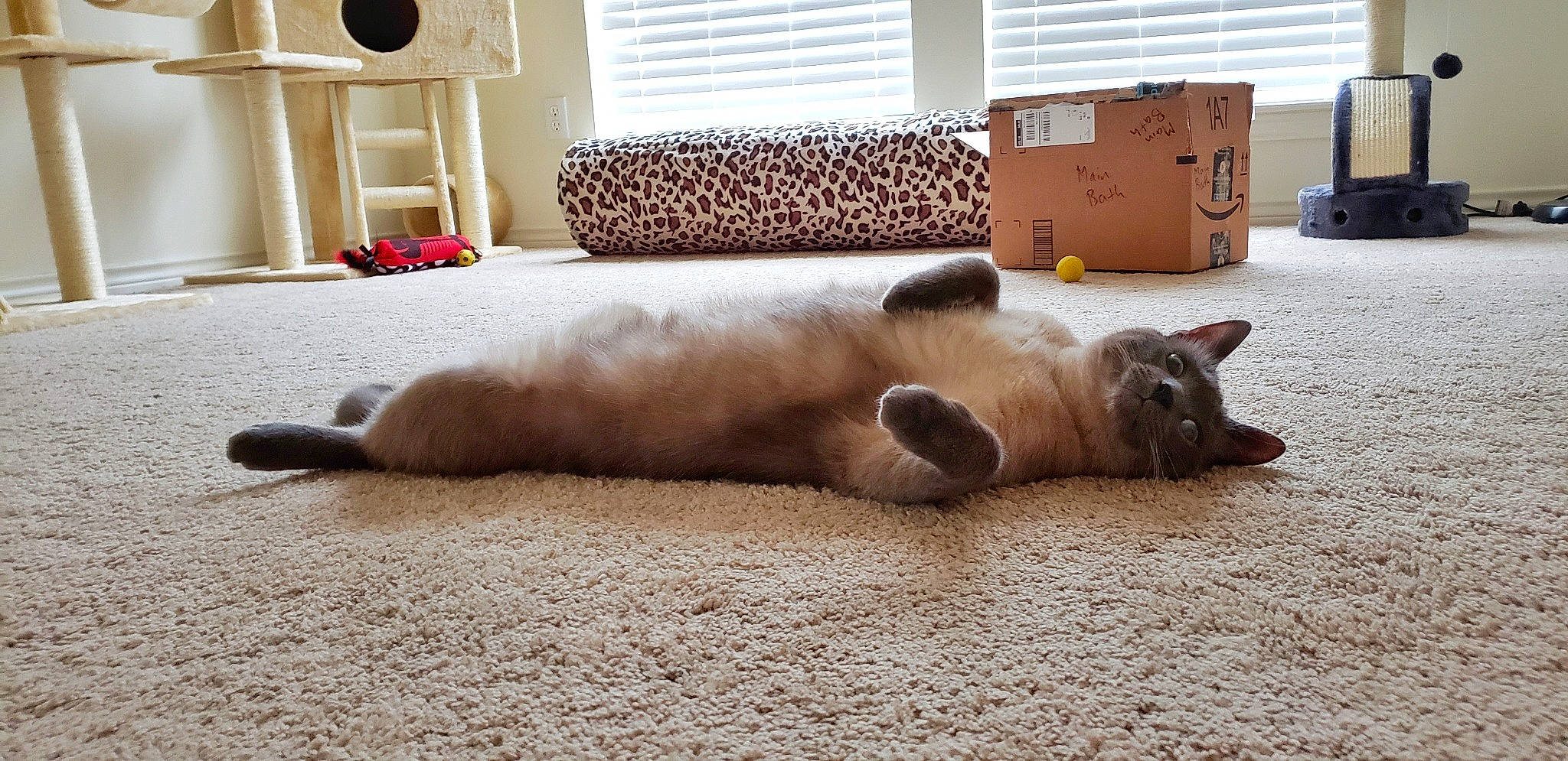 Gadget is registered to the contest to win money with this photo: balinese, british_shorthair, carnivore, cat, fawn, felidae, floor, flooring, mammal, nap, paw, ragdoll, room, small_to_medium_sized_cats, snout, whiskers