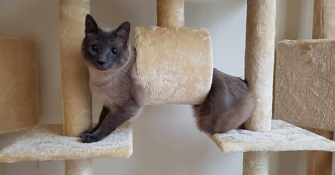Gadget is registered to the contest to win money with this photo: asian, balinese, british_shorthair, burmese, carnivore, cat, cat_furniture, chartreux, domestic_short_haired_cat, fawn, felidae, korat, mammal, russian_blue, siamese, small_to_medium_sized_cats, thai, tonkinese, vertebrate, whiskers