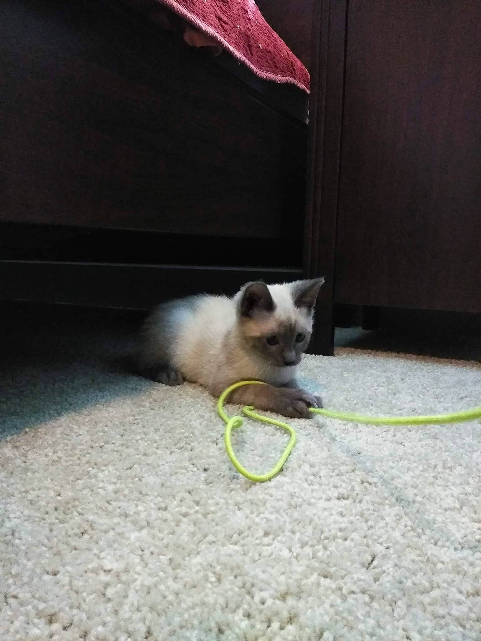 Gadget is registered to the contest to win money with this photo: balinese, birman, carnivore, cat, eye, fawn, felidae, floor, himalayan, kitten, mammal, ragdoll, siamese, small_to_medium_sized_cats, snowshoe, tail, thai, whiskers