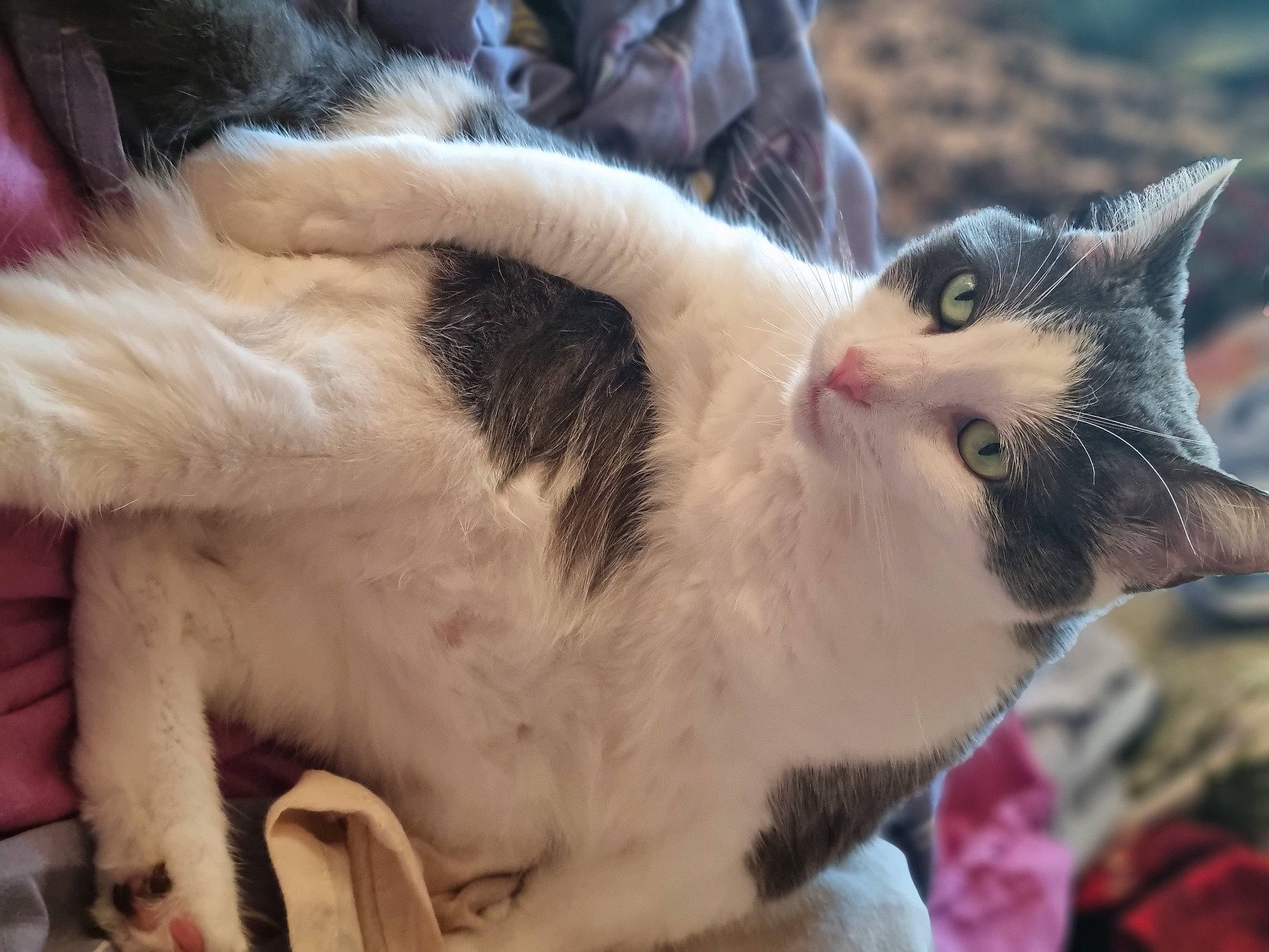 Pipoca participe au concours pour gagner de l'argent avec cette photo : carnivore, cat, claw, collar, domestic_short_haired_cat, felidae, fur, grass, paw, plant, small_to_medium_sized_cats, snout, tail, tree, whiskers