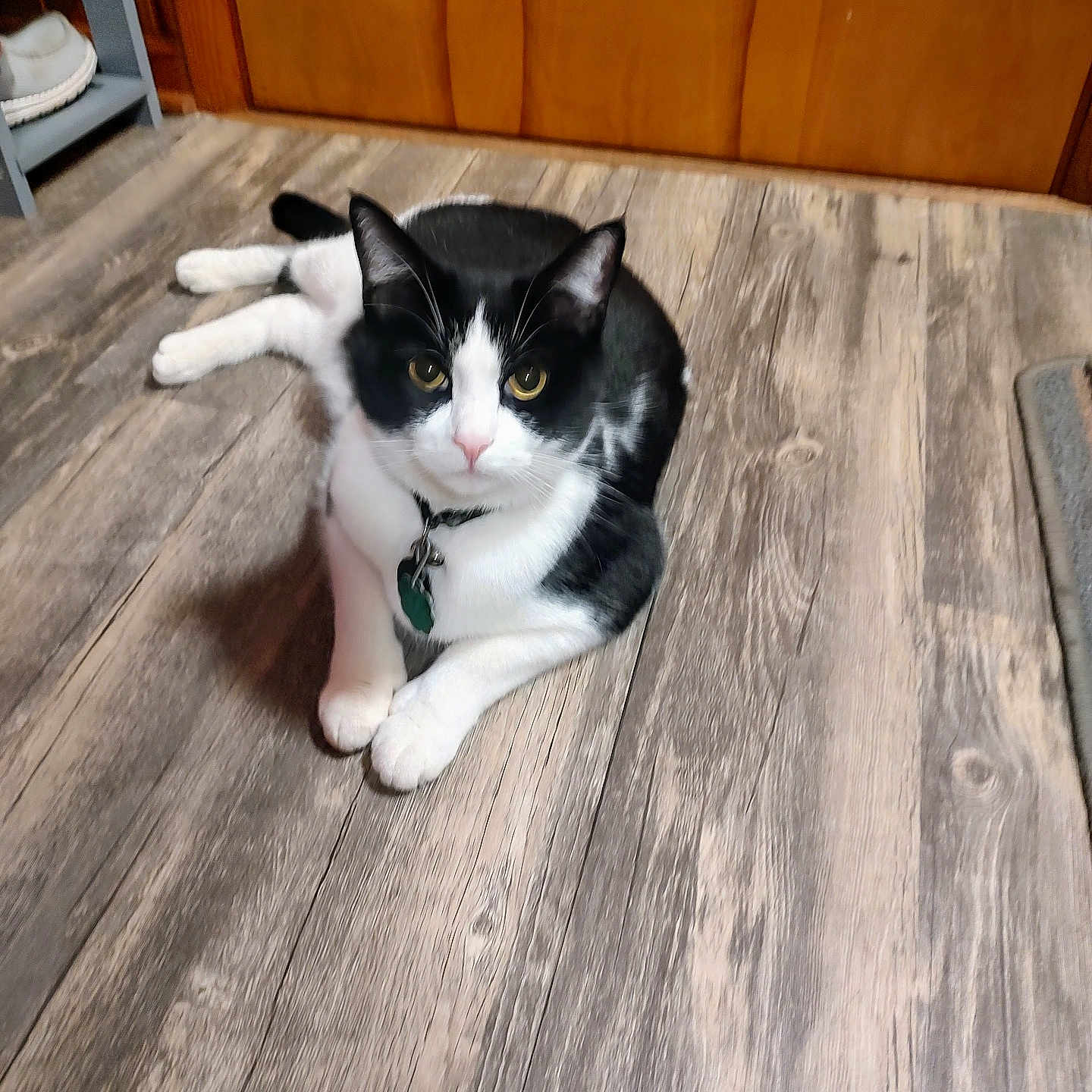 Mr Midnight joined the competition — help win amazing prizes! animal, architecture, building, canine, cat, diningtable, dog, furniture, hardwood, house, husky, indoors, interiordesign, kitten, manx, pet, plywood, stainedwood, table, wood