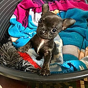 Pookie participe au concours pour gagner de l'argent avec cette photo : canidae, carnivore, chihuahua, companion_dog, dog, dog_breed, fawn, french_bulldog, mammal, non_sporting_group, puppy, russkiy_toy, snout, toy_dog, vertebrate