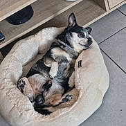 Maiko participe au concours pour gagner de l'argent avec cette photo : dog, pet_bed, indoor, relaxed, small_dog, black_and_white, floor_tiles, wooden_shelf, collar, lying_down, cozy, furniture, home, resting, comfortable, animal, paw, face, fur, canine