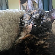 Gigi participe au concours pour gagner de l'argent avec cette photo : cat, tortoiseshell, sleeping, close_up, whiskers, blanket, soft, cozy, fur, pet, indoor, relaxed, cute, animal, feline, resting, nap, ears, nose, comfort