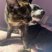 Speedy a rejoint le concours — aidez-le/la à gagner de superbes lots ! cat, dog, tortoiseshell_cat, black_and_white_dog, pet, animal, sunlight, bed, cozy, resting, sleeping, fur, whiskers, paw, indoors, closeup, companion, friendship, relaxation, cute