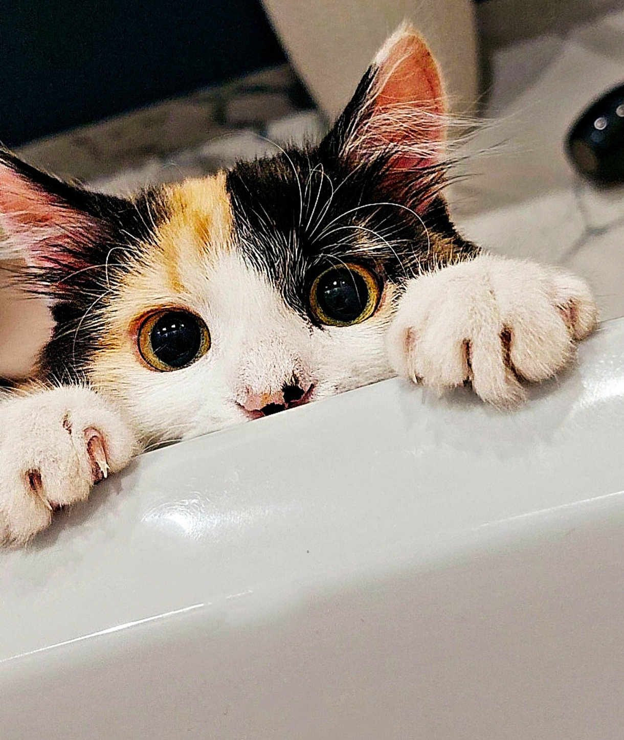 Tulipe participe au concours pour gagner de l'argent avec cette photo : cat, kitten, calico, paw, ears, whiskers, curious, animal, pet, indoor, closeup, face, feline, cute, playful, claws, nose, fur, eyes, adorable