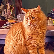 Goku joined the competition — help win amazing prizes! cat, closeup, curious, decor, domestic_animal, ears, feline, fluffy_fur, furniture, household, indoor, orange_cat, orange_fur, papers, pet, purple_tag, sitting, suitcase, table, whiskers