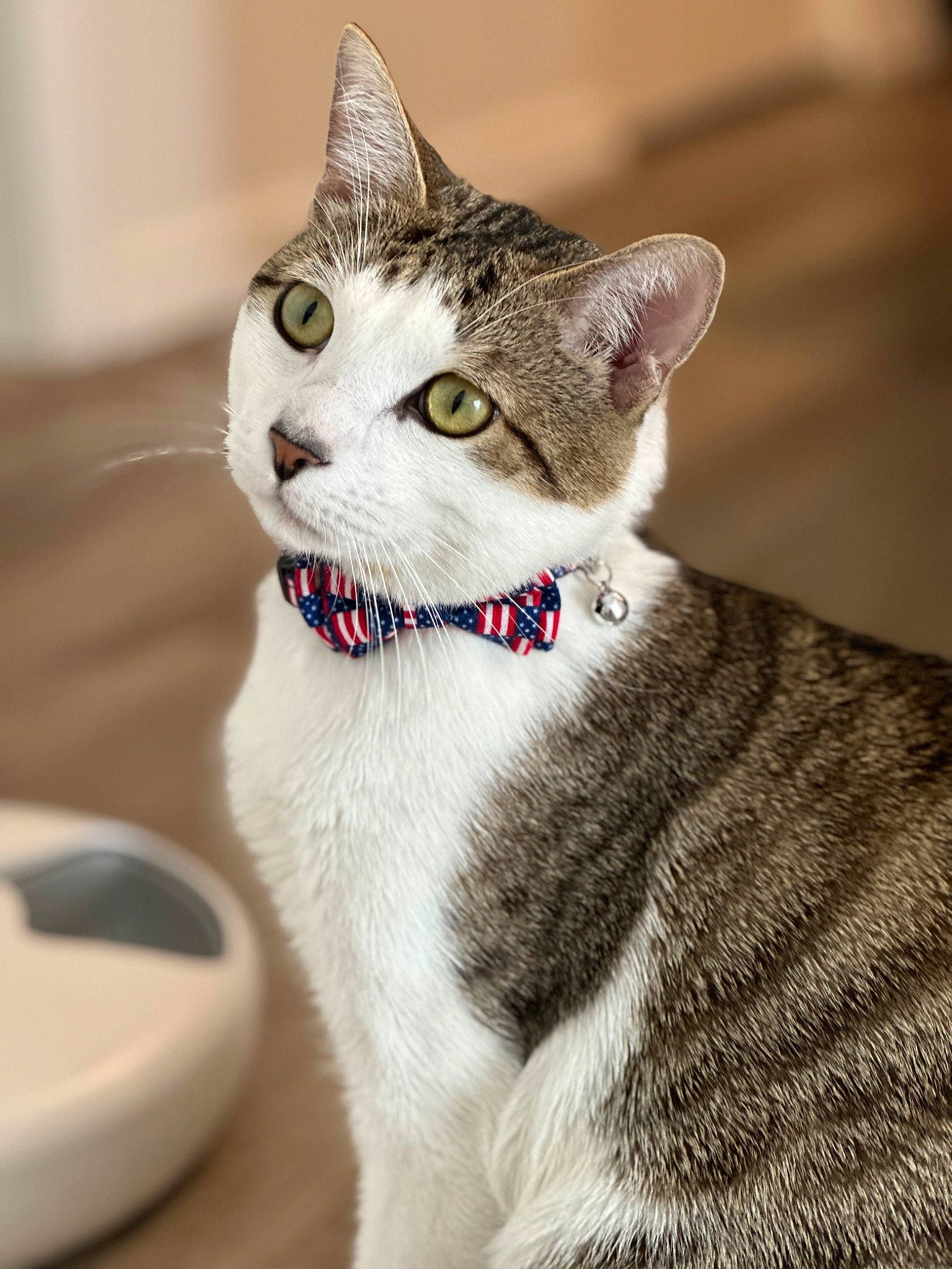 Tom joined the competition — help win amazing prizes! carnivore, cat, collar, domestic_short_haired_cat, eye, eyelash, fashion_accessory, felidae, fur, head, paw, sitting, small_to_medium_sized_cats, snout, tail, terrestrial_animal, tree, whiskers, window