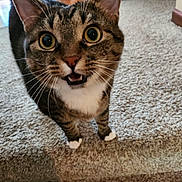 Penny is registered to the contest to win money with this photo: cat, tabby, indoor, carpet, curious, whiskers, wide_eyes, open_mouth, feline, pet, domestic_animal, fur, paws, floor, wooden_furniture, shelf, home, animal, close_up, curiosity