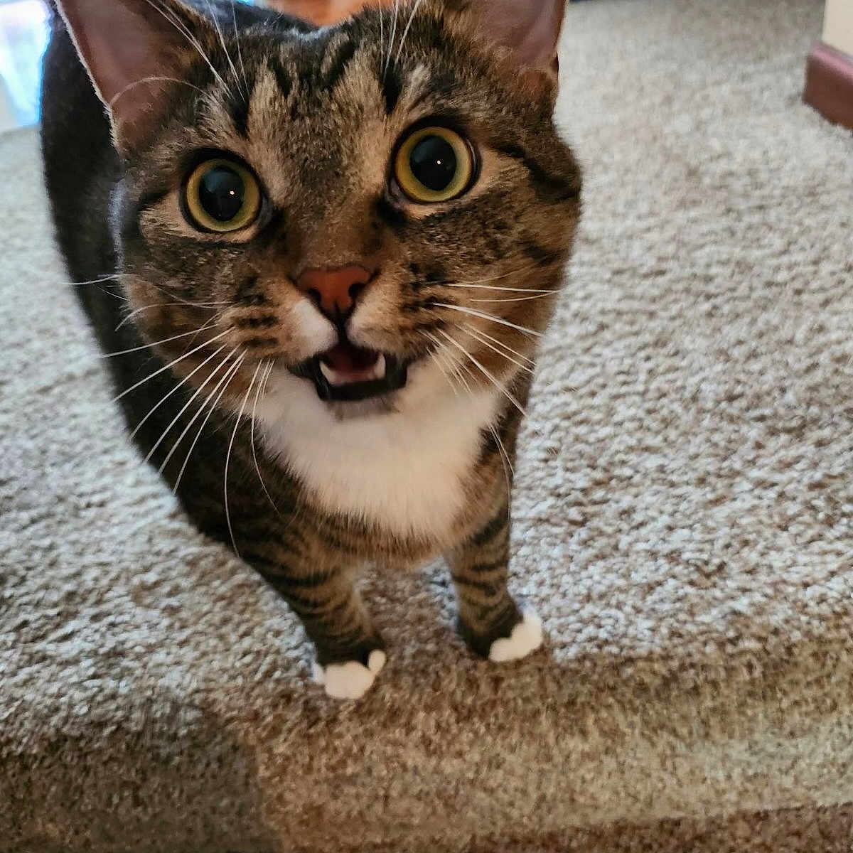 Penny
