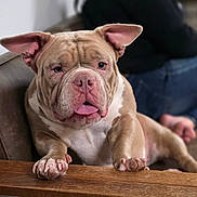 Mai-Mai joined the competition — help win amazing prizes! bulldog, dog, pet, animal, couch, wooden_table, indoor, relaxed, tongue_out, paw, fur, seated_person, casual_clothing, jeans, background_blur, domestic, companion, resting, closeup, portrait