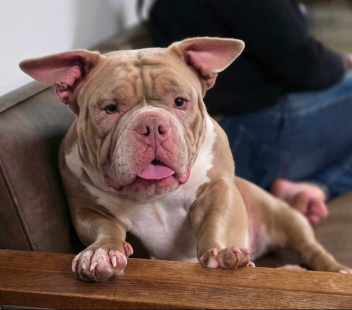 Mai-Mai joined the competition — help win amazing prizes! bulldog, dog, pet, animal, couch, wooden_table, indoor, relaxed, tongue_out, paw, fur, seated_person, casual_clothing, jeans, background_blur, domestic, companion, resting, closeup, portrait