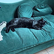 Baghera joined the competition — help win amazing prizes! cat, black_cat, sleeping, sofa, couch, velvet, indoor, pet, feline, resting, green_couch, pillows, cozy, fur, relaxation, home, animal, domestic_cat, quiet, comfort