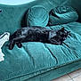 cat, black_cat, sleeping, sofa, couch, velvet, indoor, pet, feline, resting, green_couch, pillows, cozy, fur, relaxation, home, animal, domestic_cat, quiet, comfort