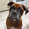 Brodie joined the competition — help win amazing prizes! animal, boxer, brown_dog, cabinet, canine, cute, dog, domestic_animal, floor, household, indoor, kitchen, looking_up, oven, pet, portrait, sitting, tiled_floor, towel, waiting