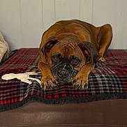 Brodie is registered to the contest to win money with this photo: animal, brown_dog, canine, close_up, cozy, dog, ears, expression, floor_tiles, furniture, home, indoor, looking_at_camera, lying_down, paws, pet, plaid_blanket, portrait, resting, wrinkles