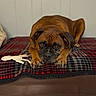 animal, brown_dog, canine, close_up, cozy, dog, ears, expression, floor_tiles, furniture, home, indoor, looking_at_camera, lying_down, paws, pet, plaid_blanket, portrait, resting, wrinkles