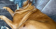 Brodie joined the competition — help win amazing prizes! animal, boxer, bulldog, canine, couch, dog, dogbed, frenchbulldog, furniture, person, pet, pitbull, pug, puppy, sleeping