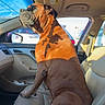 Brodie joined the competition — help win amazing prizes! animal, boxer, brown, can, car, daylight, dog, interior, leather_seat, mammal, passenger_seat, pet, seat, shadow, side_view, sitting, sky, sunlight, tissue_pack, window