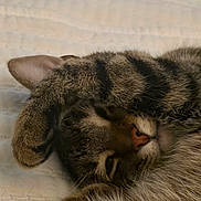 Rusty joined the competition — help win amazing prizes! cat, tabby, sleeping, paw, fur, whiskers, nose, ears, closeup, pet, animal, cozy, relaxation, quilt, bed, resting, cute, feline, domestic, soft